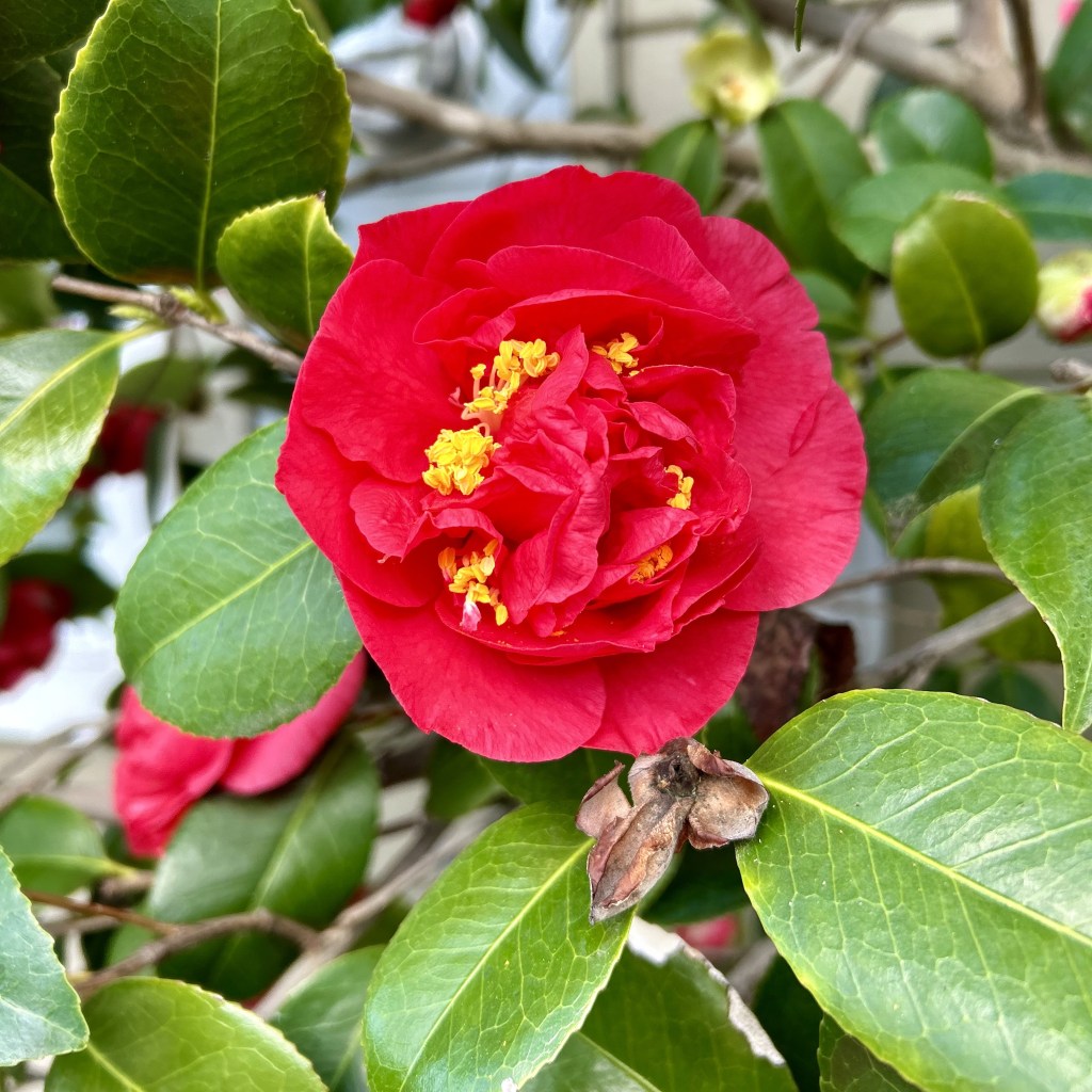 Happy Lunar New Year (and an NPR&nbsp;interview)